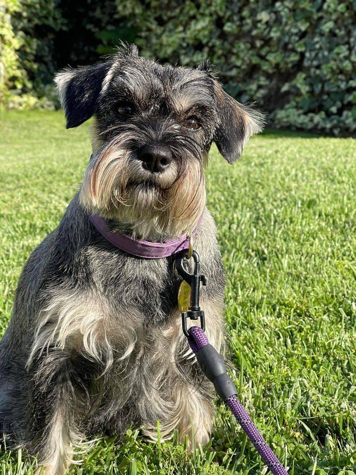 Petfinder hot sale miniature schnauzer