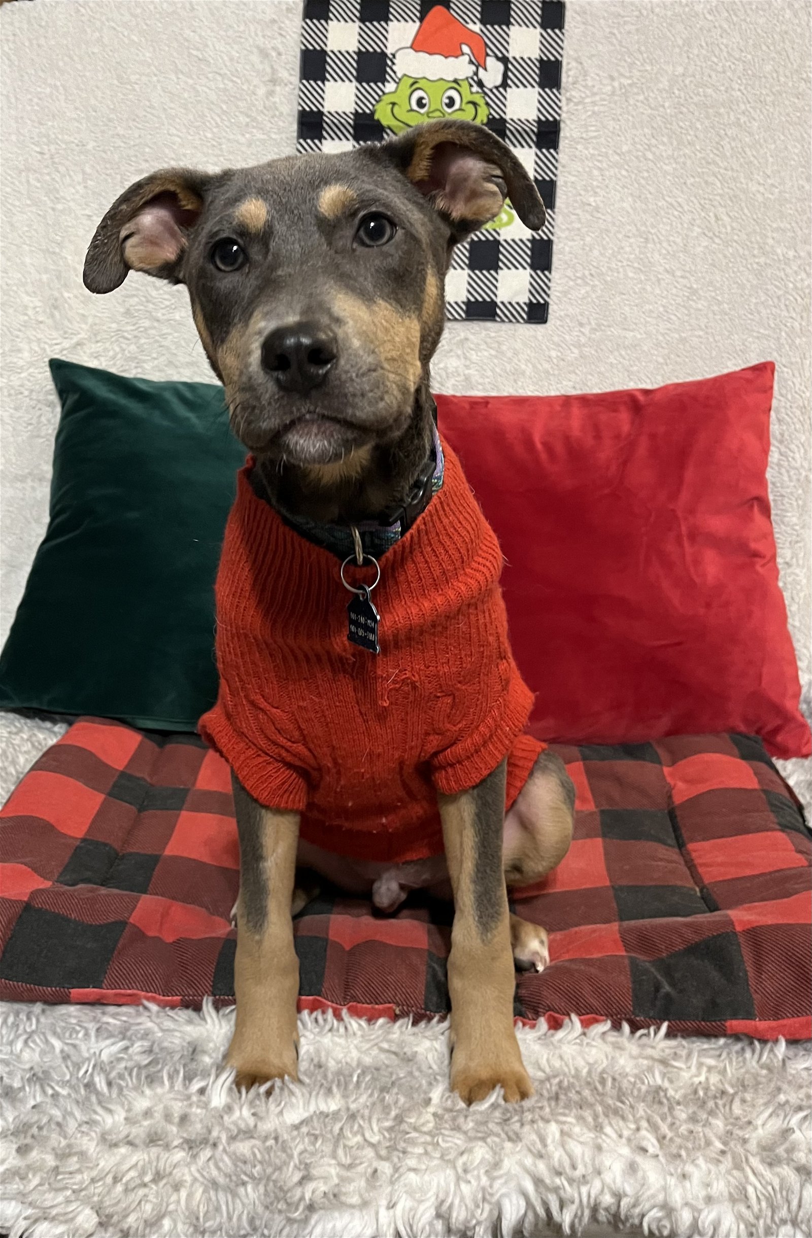 Dog for adoption Jasper, a Terrier Mix in Southaven, MS Petfinder