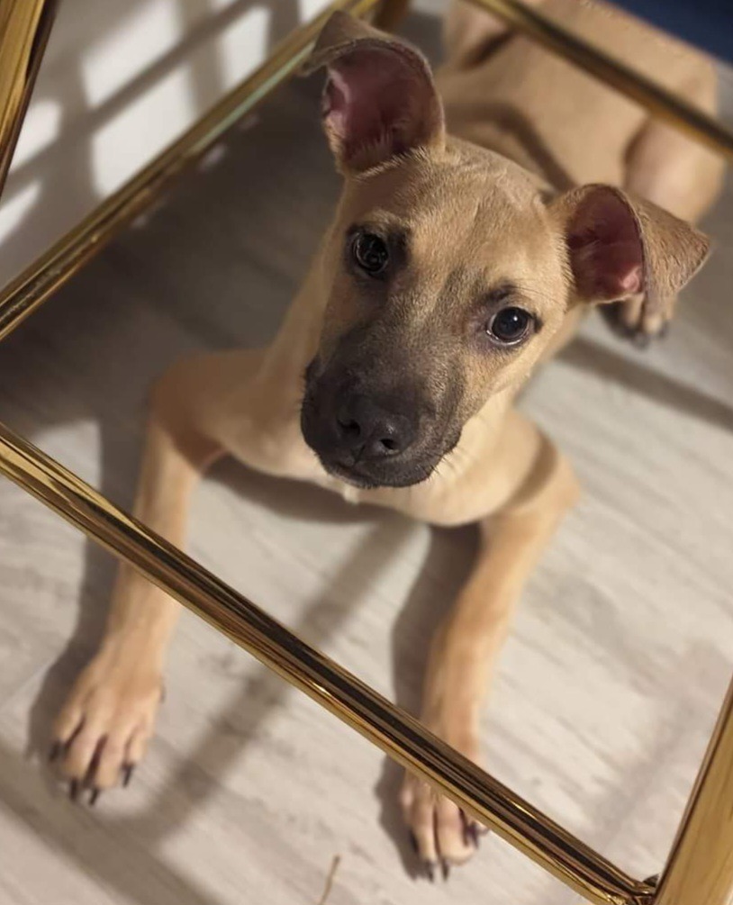 Mason, an adoptable Shepherd, Terrier in New Bern, NC, 28563 | Photo Image 2