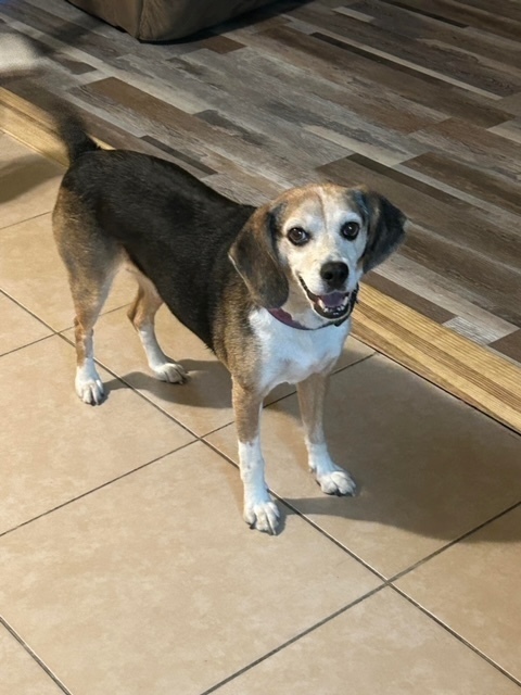 BEAGLE - Fetch & Smell Betty Rubble ID: 20250