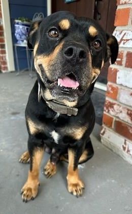 rottweiler english bulldog mix