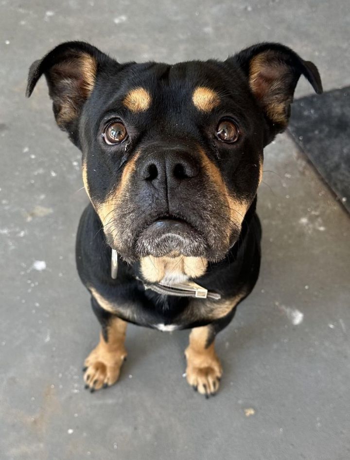 rottweiler english bulldog mix