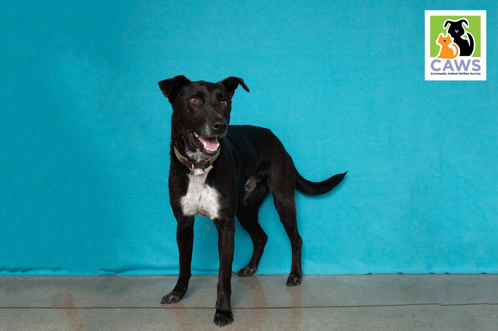 Barry, an adoptable Black Labrador Retriever in Salt Lake City, UT, 84117 | Photo Image 1