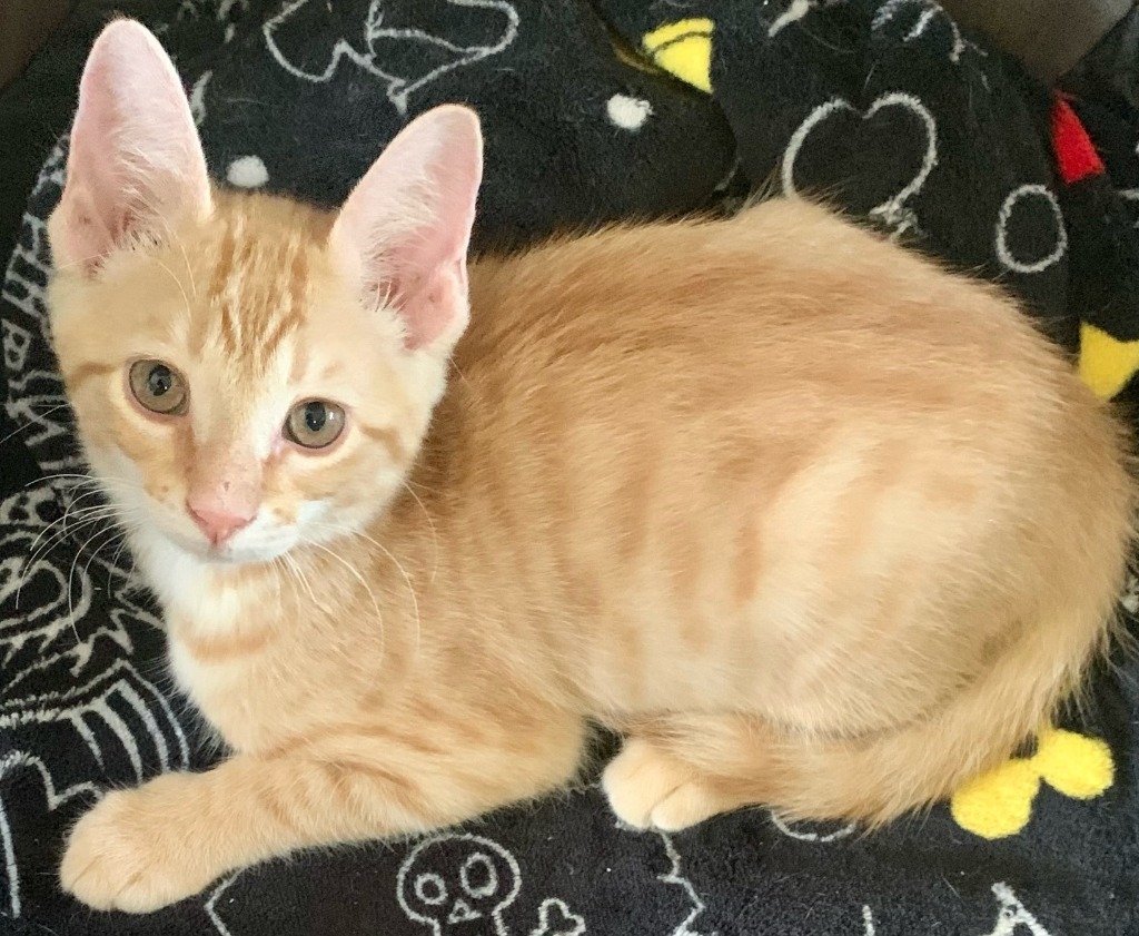 Daffodill, an adoptable Domestic Short Hair in Corpus Christi, TX, 78415 | Photo Image 2