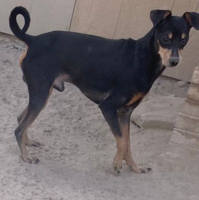 Mason, an adoptable Manchester Terrier in Pahrump, NV, 89048 | Photo Image 1