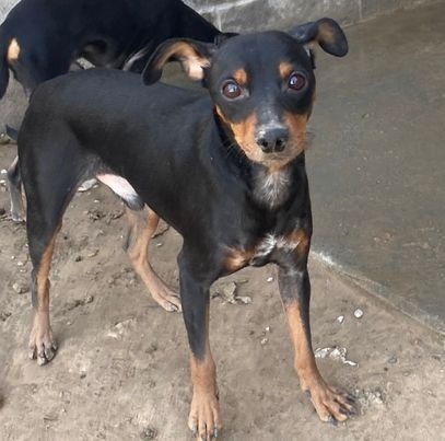 Micah, an adoptable Manchester Terrier in Pahrump, NV, 89048 | Photo Image 1
