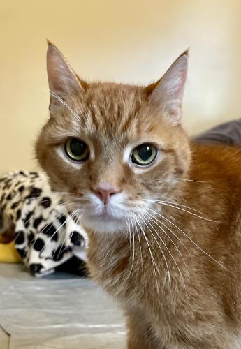 Beau, an adoptable Domestic Short Hair, Tabby in Webster, MA, 01570 | Photo Image 1