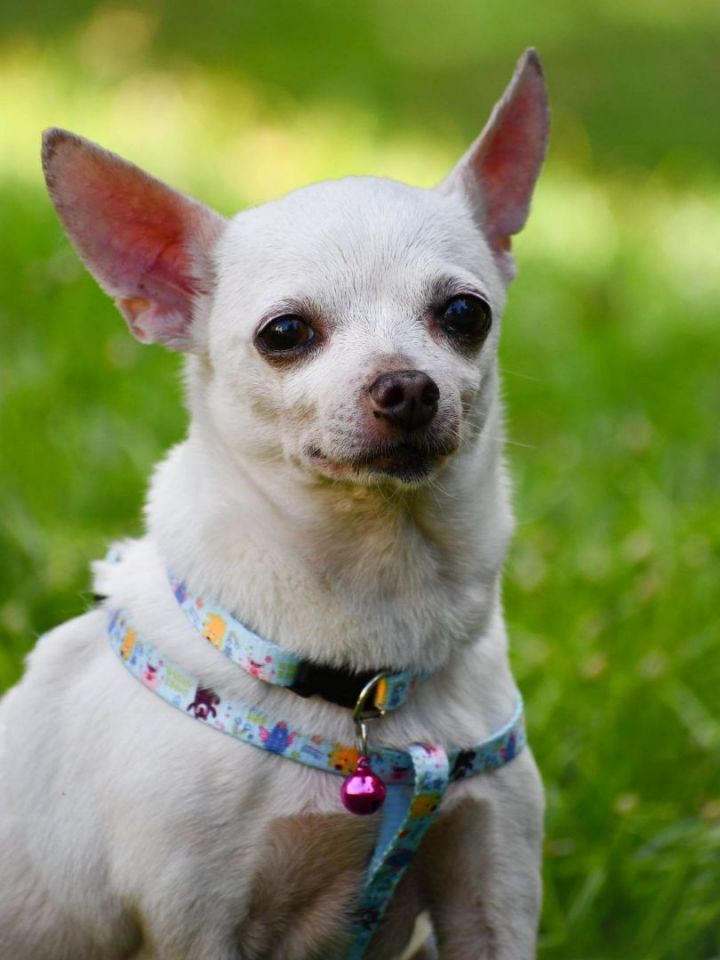 Margarita (and Purgalcito) PR Chi, an adopted Chihuahua Mix in New York, NY_image-1