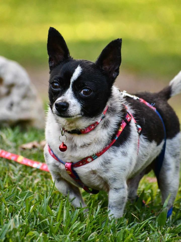 Pulgarcito PR Chi, an adopted Chihuahua Mix in New York, NY_image-2