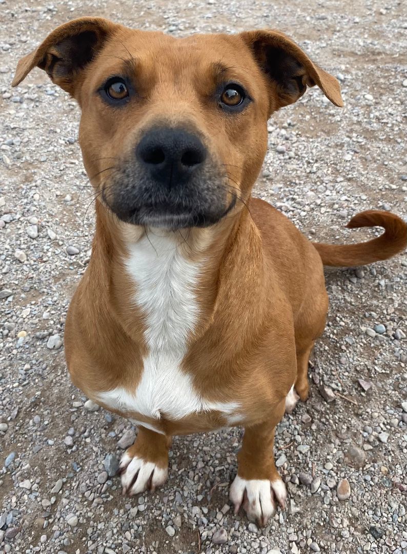 Dog for adoption Farra, a Basset Hound & Labrador Retriever Mix in Polson, MT Petfinder