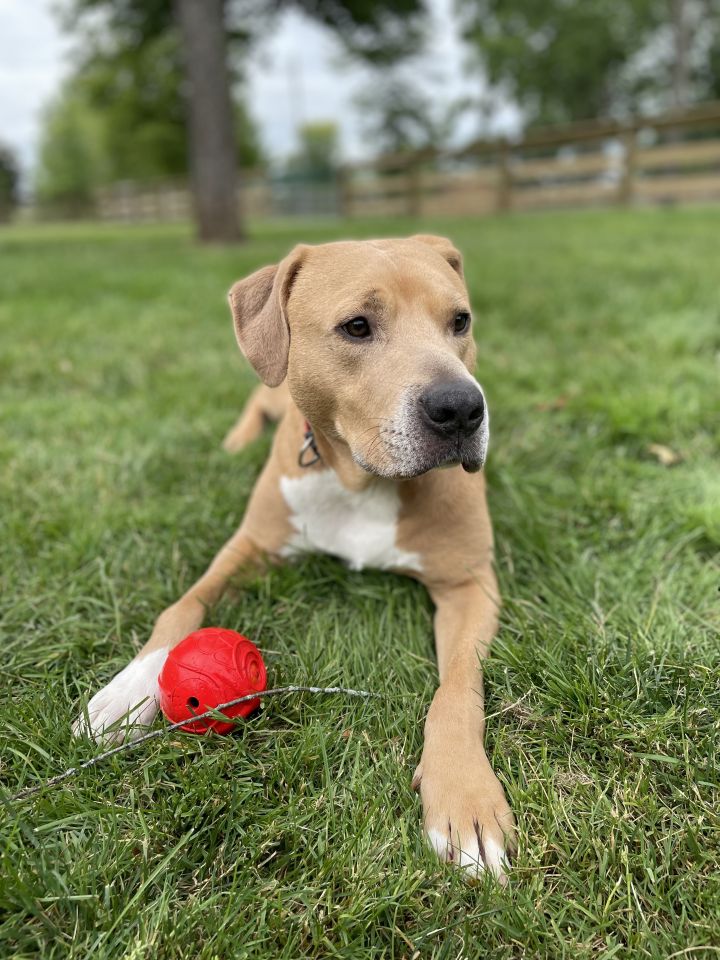 Dog for adoption - Rossco, a Labrador Retriever Mix in Massillon, OH ...