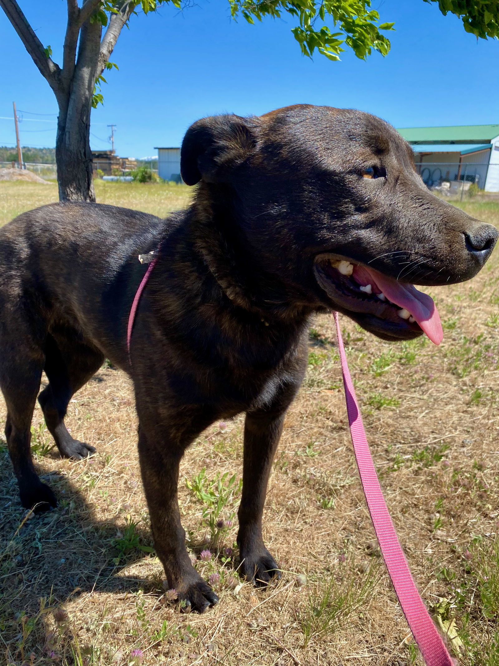 Dasher, an adoptable German Shepherd Dog, Rottweiler in Yreka, CA, 96097 | Photo Image 2