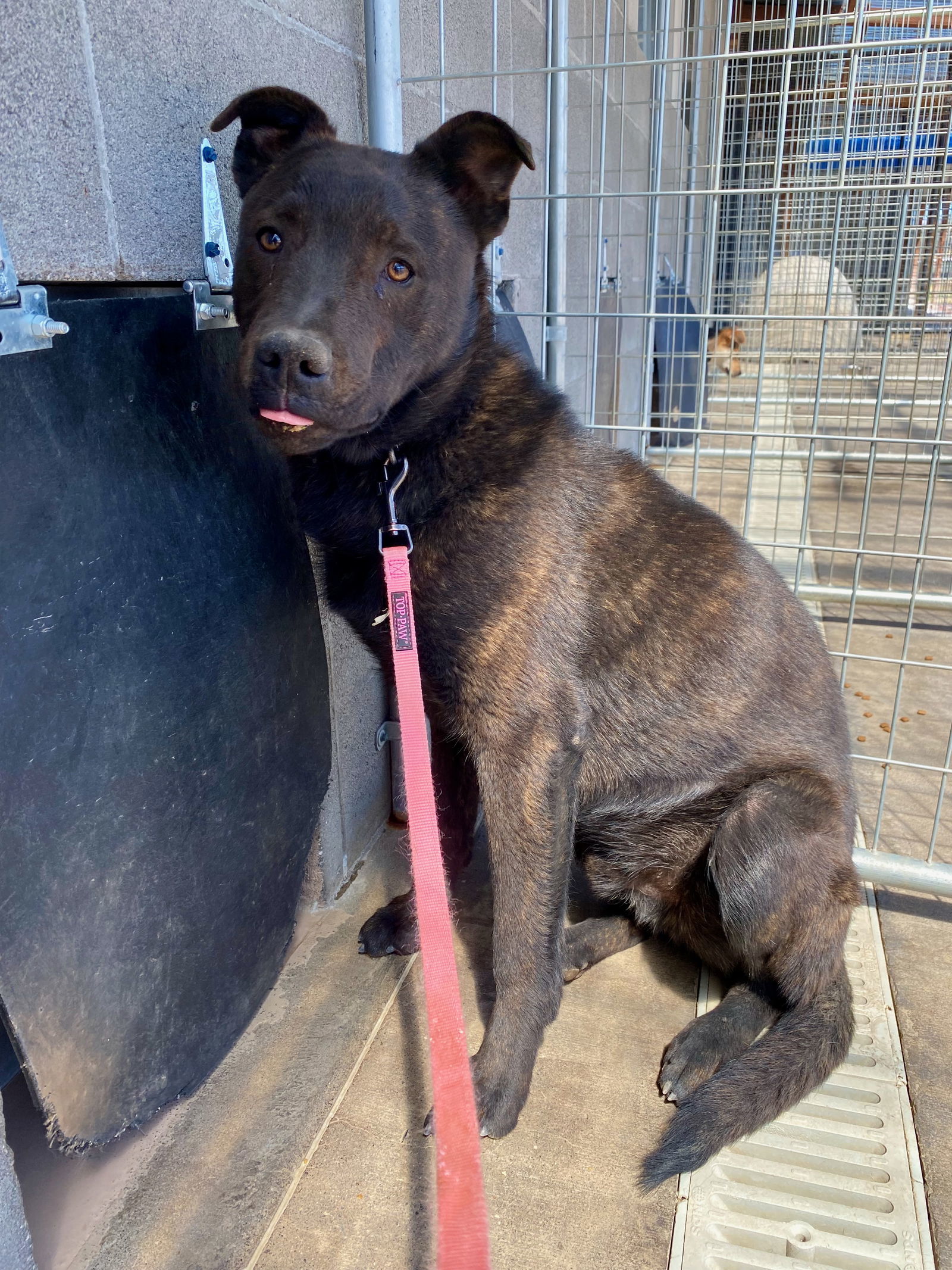 Dasher, an adoptable German Shepherd Dog, Rottweiler in Yreka, CA, 96097 | Photo Image 2