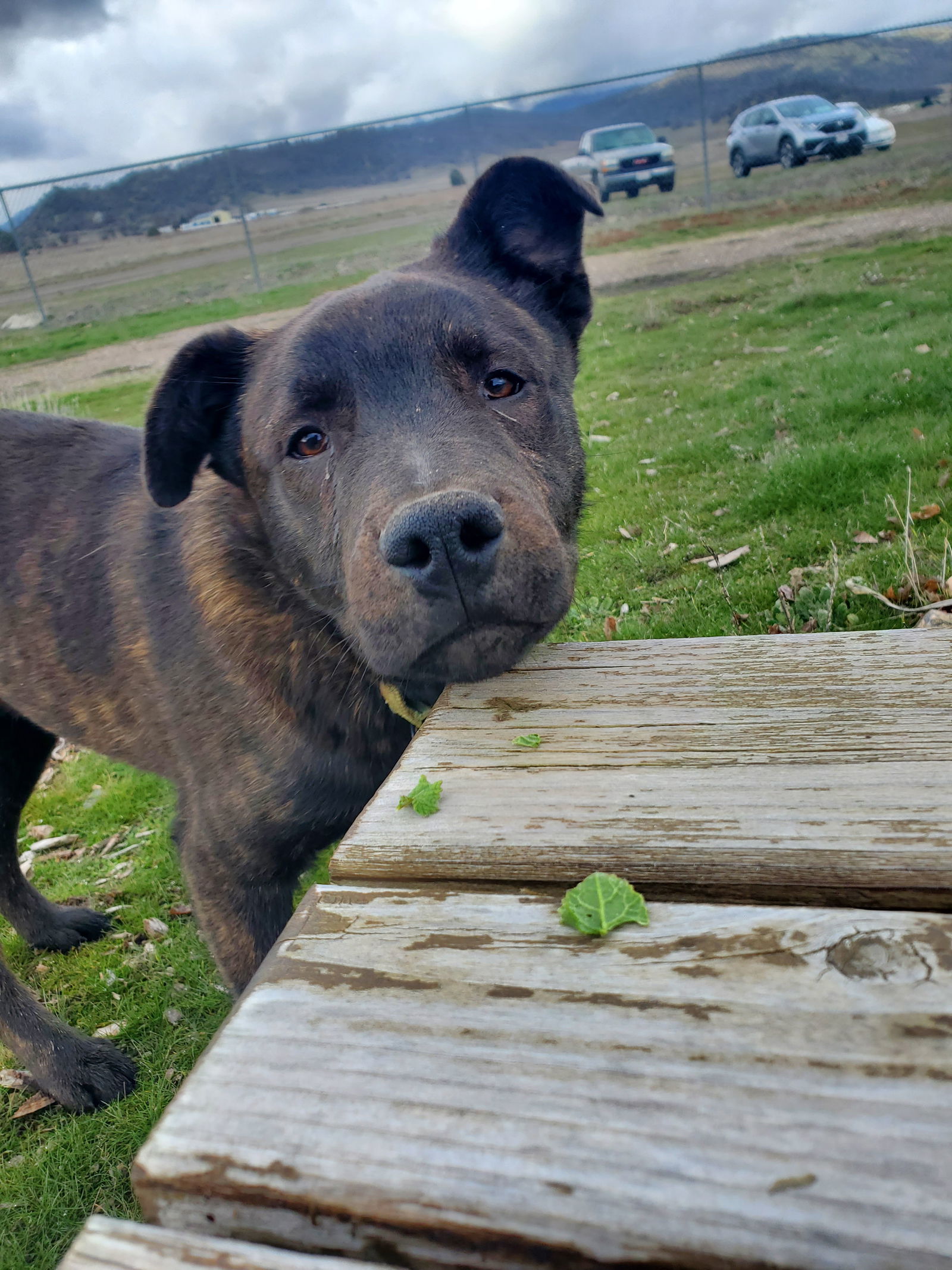 Dasher, an adoptable German Shepherd Dog, Rottweiler in Yreka, CA, 96097 | Photo Image 3