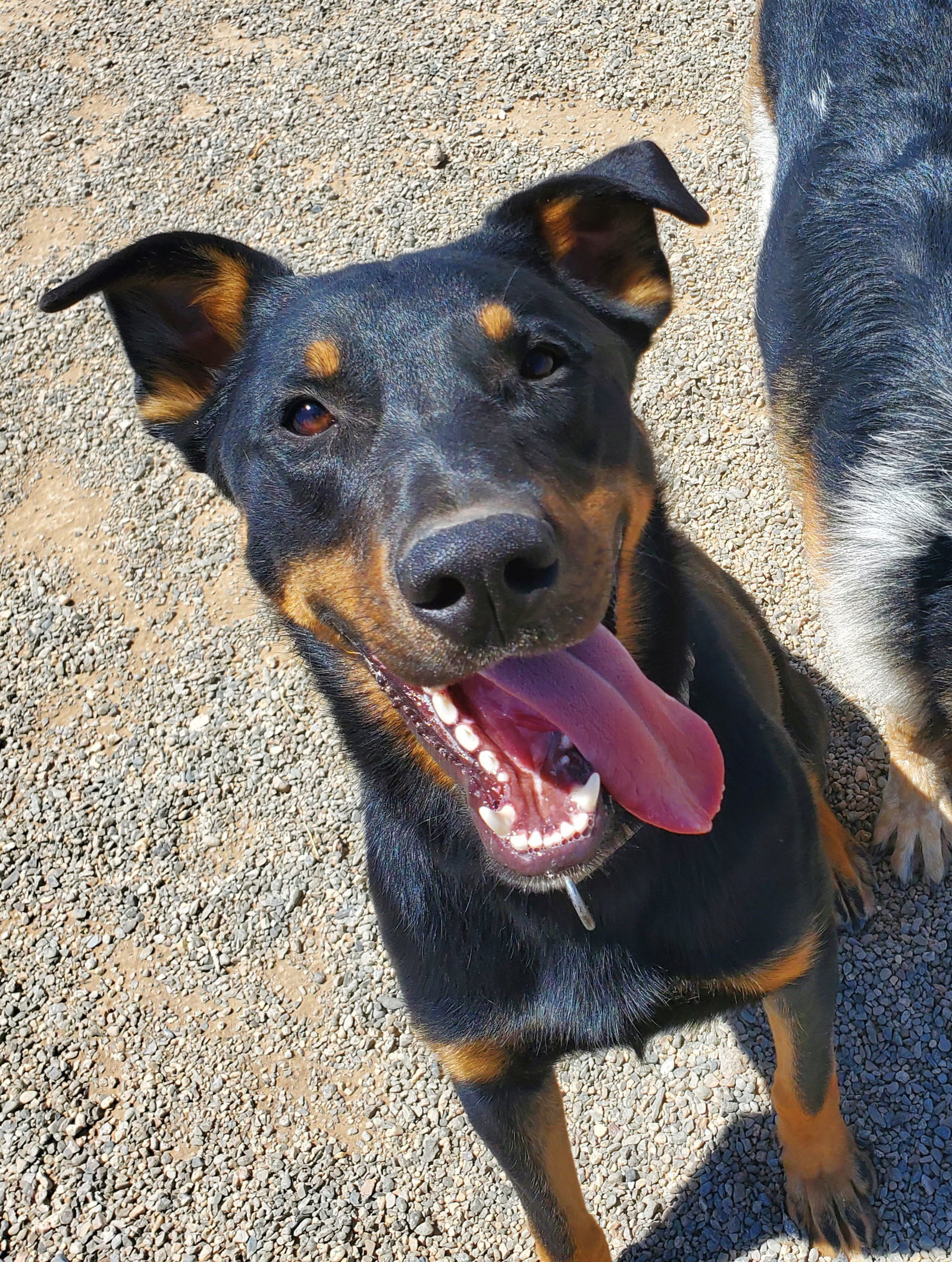 Dancer, an adoptable German Shepherd Dog, Rottweiler in Yreka, CA, 96097 | Photo Image 1