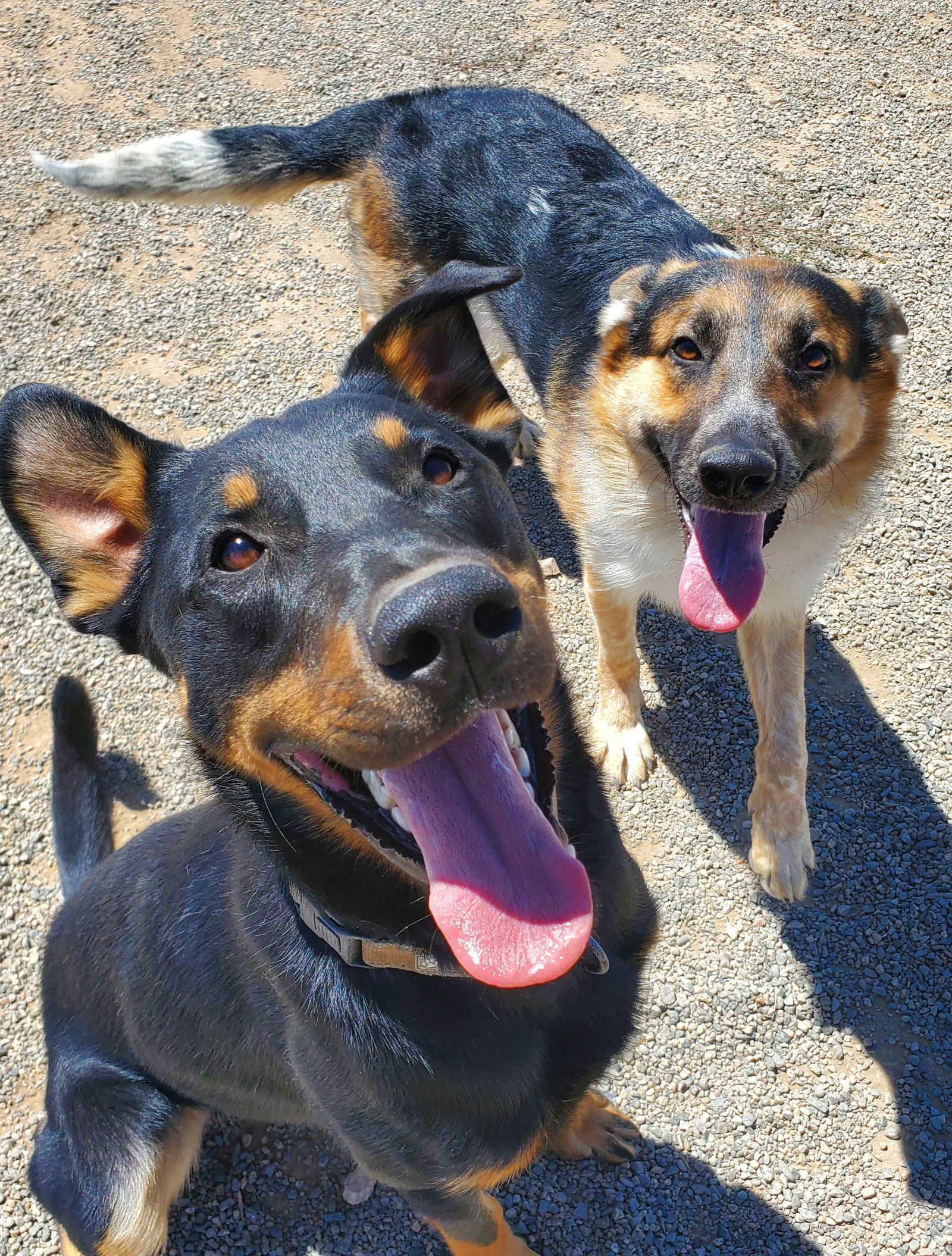 Dancer, an adoptable German Shepherd Dog, Rottweiler in Yreka, CA, 96097 | Photo Image 2