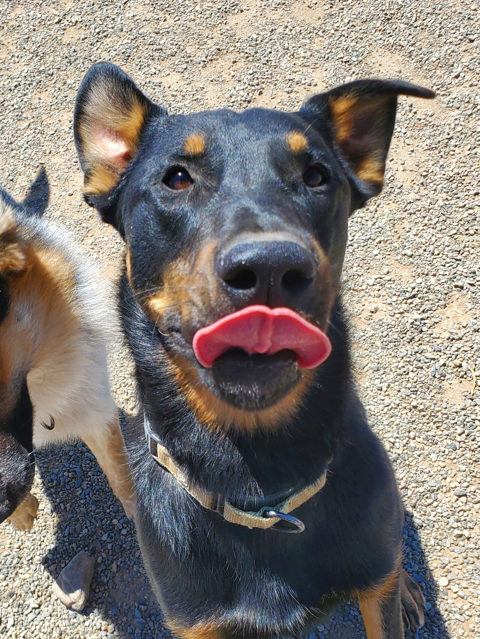 Dancer, an adoptable German Shepherd Dog, Rottweiler in Yreka, CA, 96097 | Photo Image 3