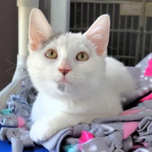 Cat for adoption - Graham Ashcraft, a Domestic Short Hair in