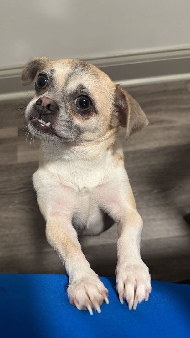 A chihuahua mixed with best sale a pug