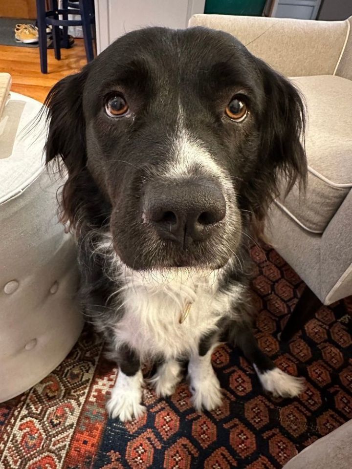 Border collie newfoundland mix puppies 2024 for sale