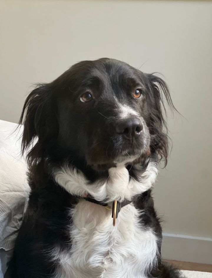 Border collie hot sale newfoundland puppy