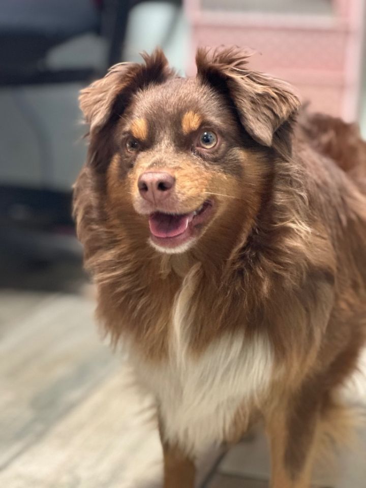 Mini australian shepherd store petfinder