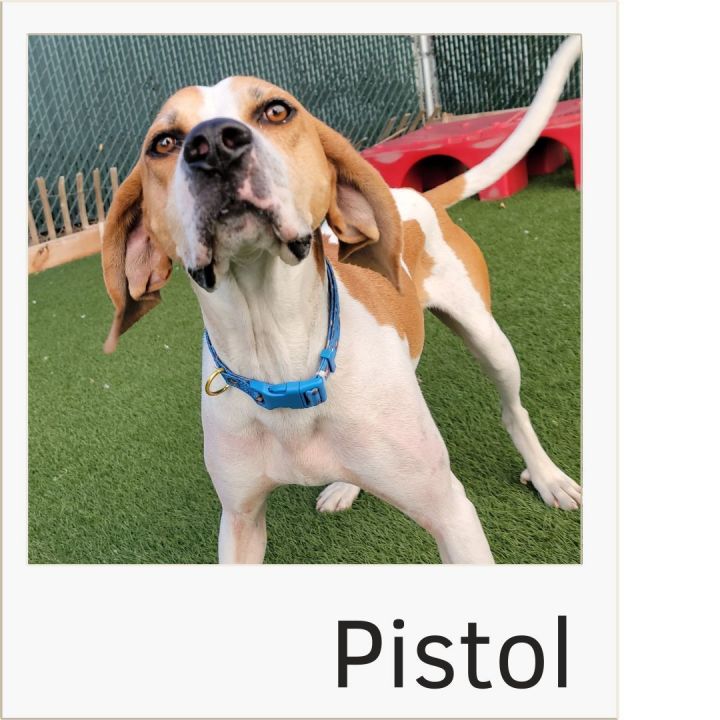 Pistol, an adoptable Hound in Colorado Springs, CO_image-1