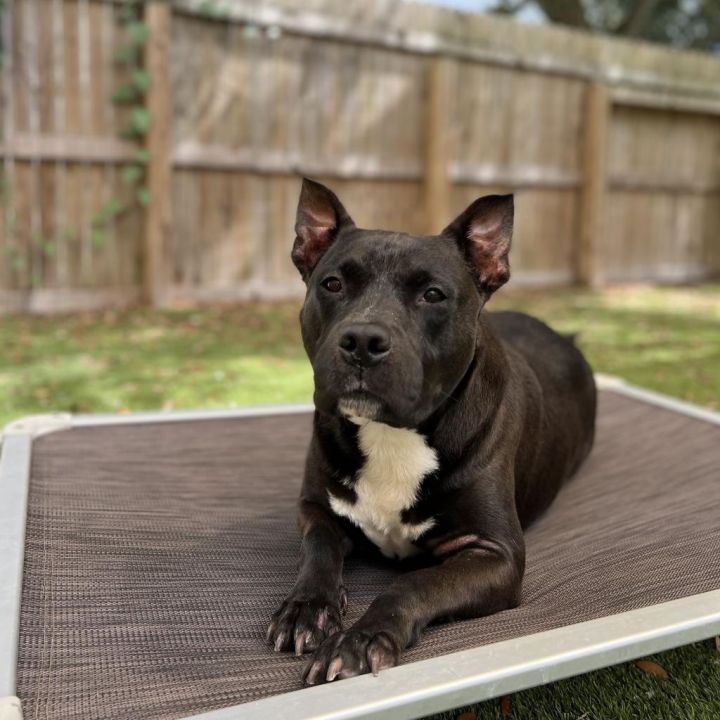 Bubba 2