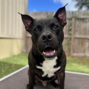 Bubba