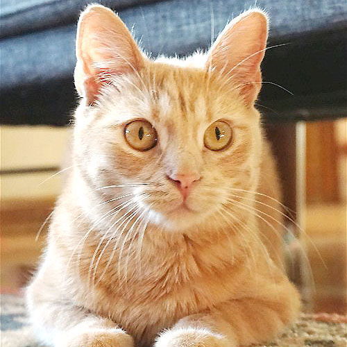 Shoshoni, an adoptable Domestic Short Hair in Laramie, WY, 82073 | Photo Image 1