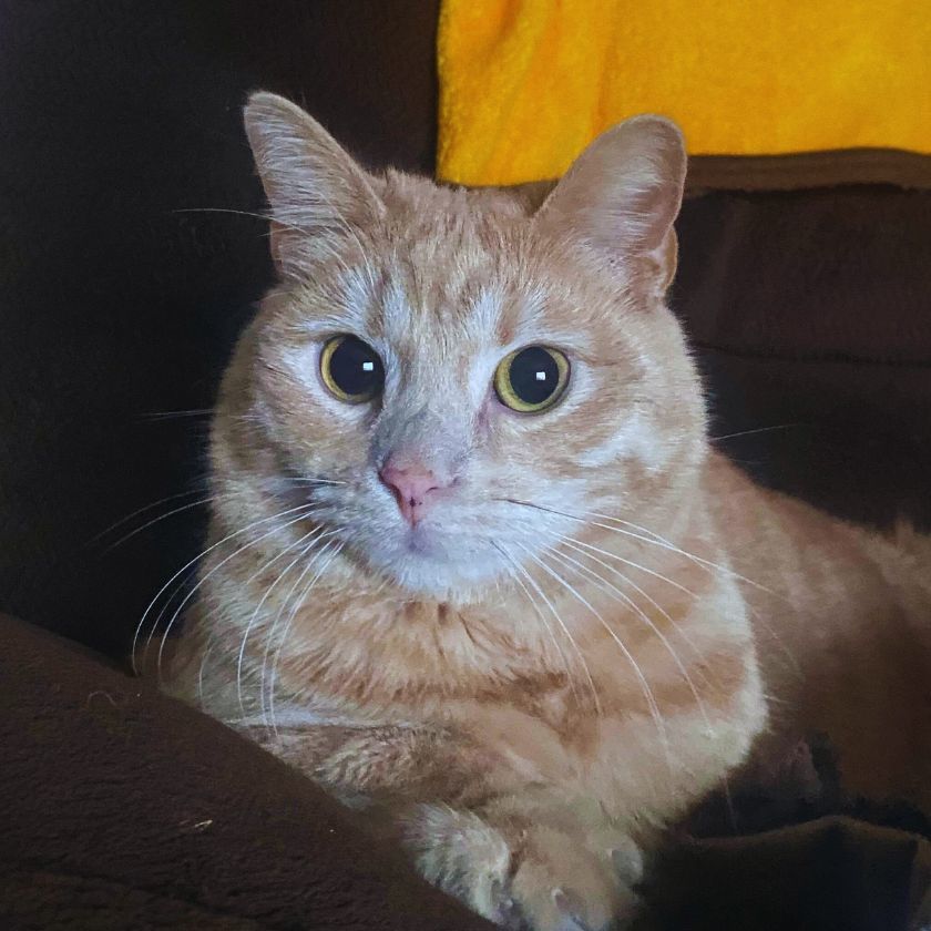 Shoshoni, an adoptable Domestic Short Hair in Laramie, WY, 82073 | Photo Image 3