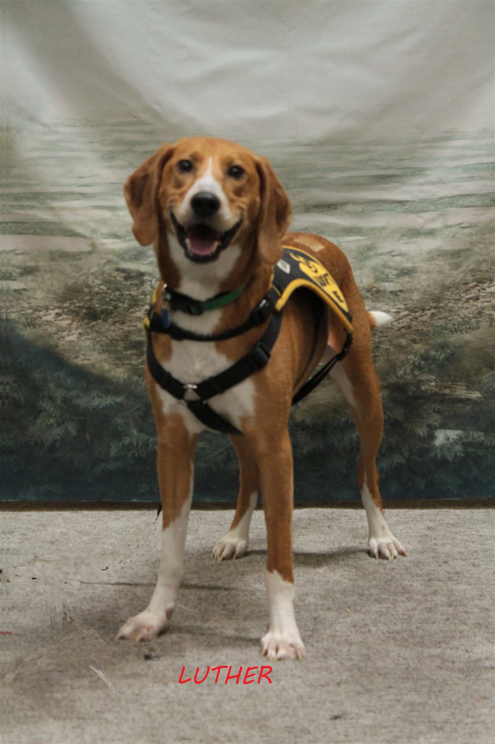 Luther, an adoptable Foxhound, Treeing Walker Coonhound in Norfolk, VA, 23518 | Photo Image 1