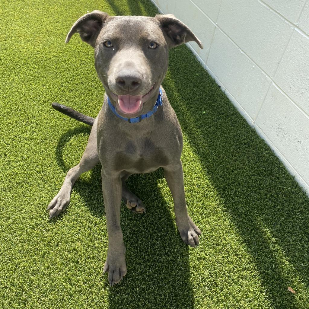 Blaze, an adoptable Weimaraner in LOXAHATCHEE, FL, 33470 | Photo Image 1