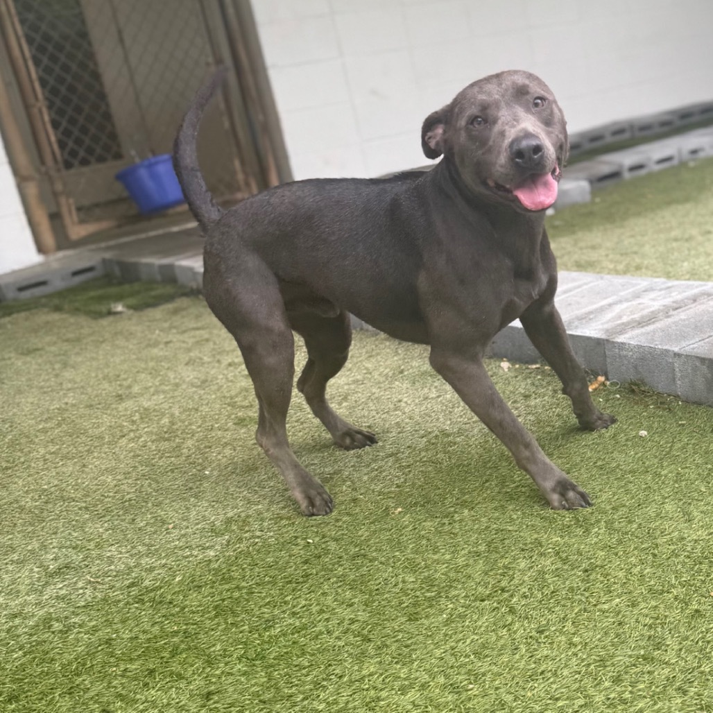 Blaze, an adoptable Weimaraner in LOXAHATCHEE, FL, 33470 | Photo Image 1