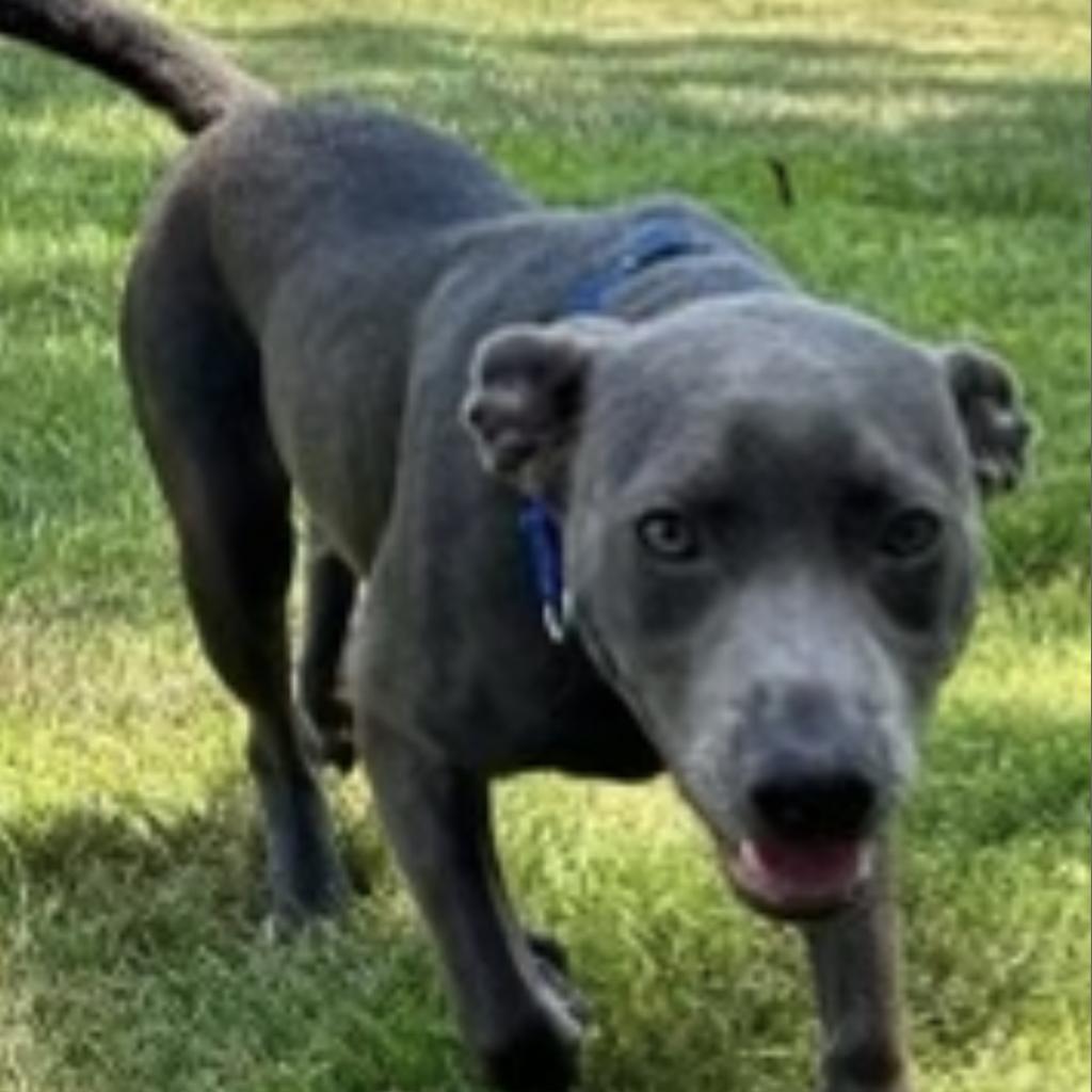 Blaze, an adoptable Weimaraner in LOXAHATCHEE, FL, 33470 | Photo Image 3