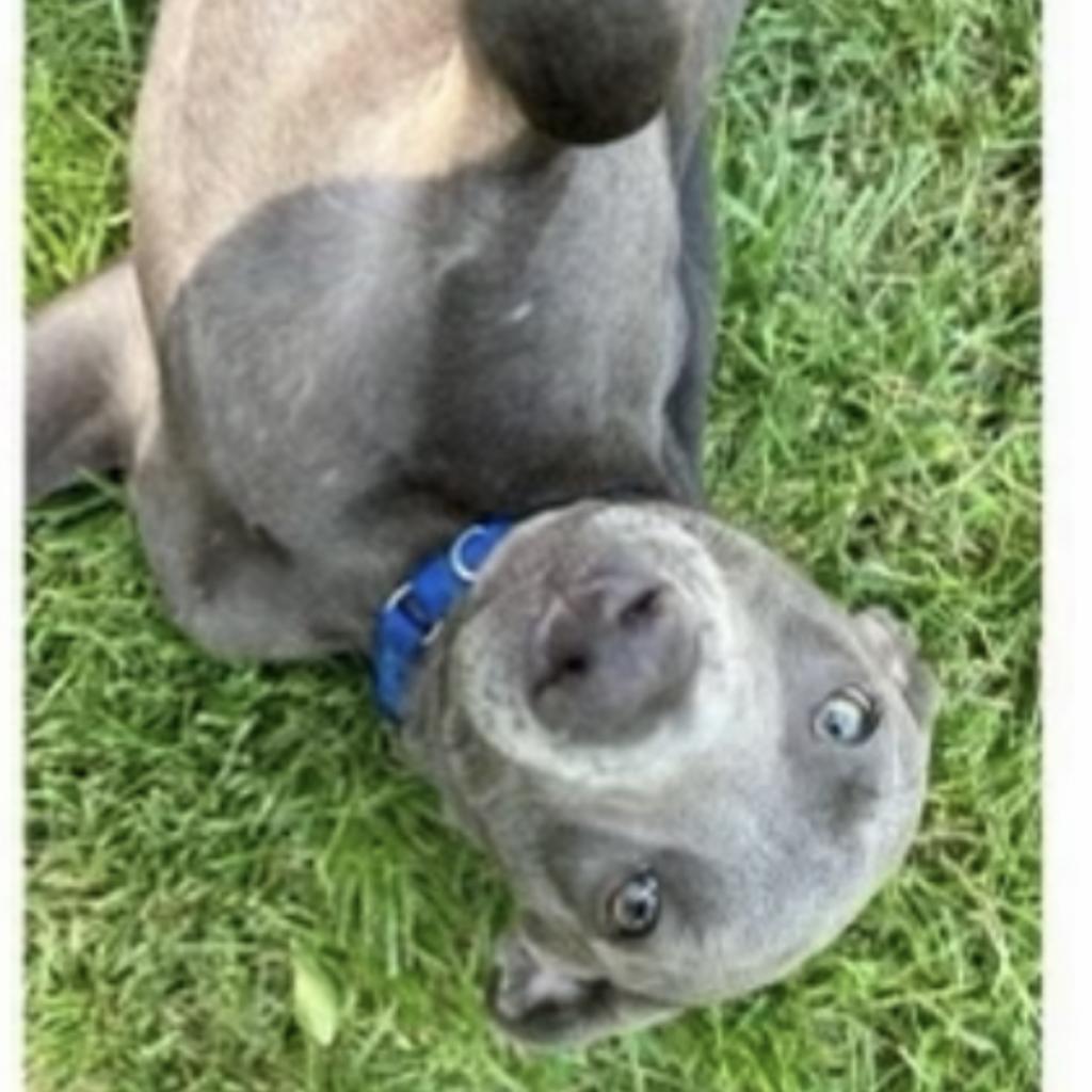 Blaze, an adoptable Weimaraner in LOXAHATCHEE, FL, 33470 | Photo Image 4