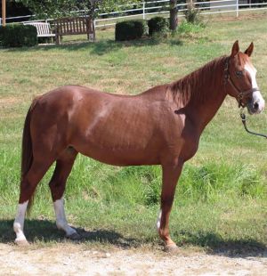 PRALINE