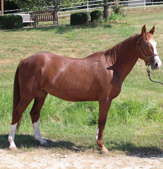 PRALINE 1