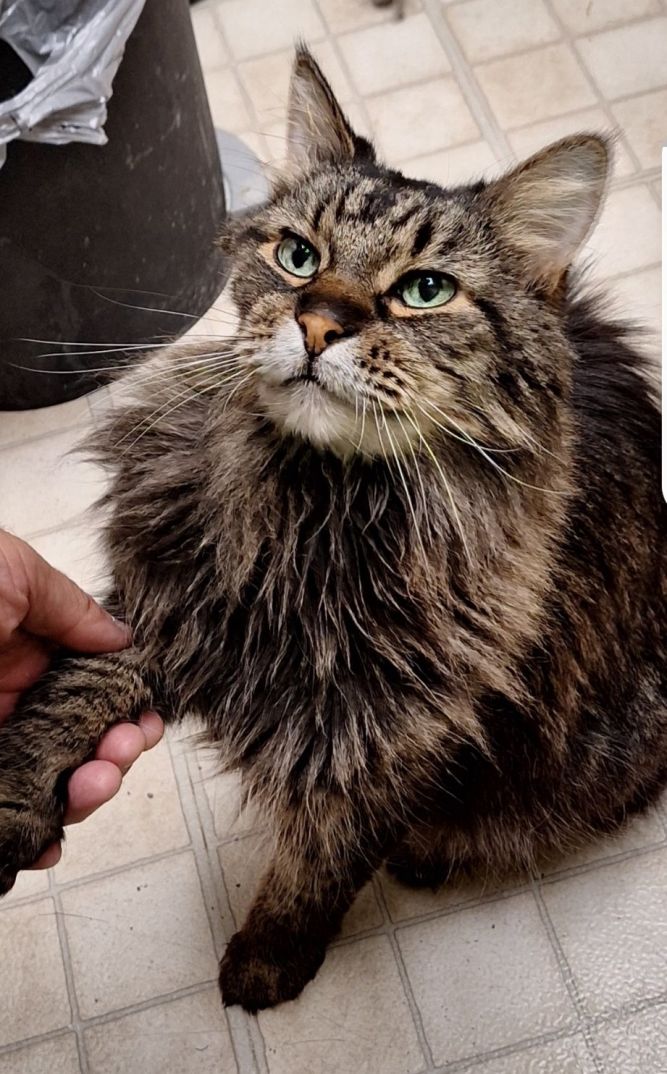 Cat for adoption - Matty *front paw declaw*, a Domestic Long Hair ...