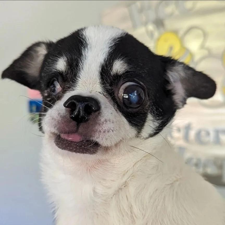 Laverne, an adoptable Pekingese, Chihuahua in College Station, TX, 77845 | Photo Image 4