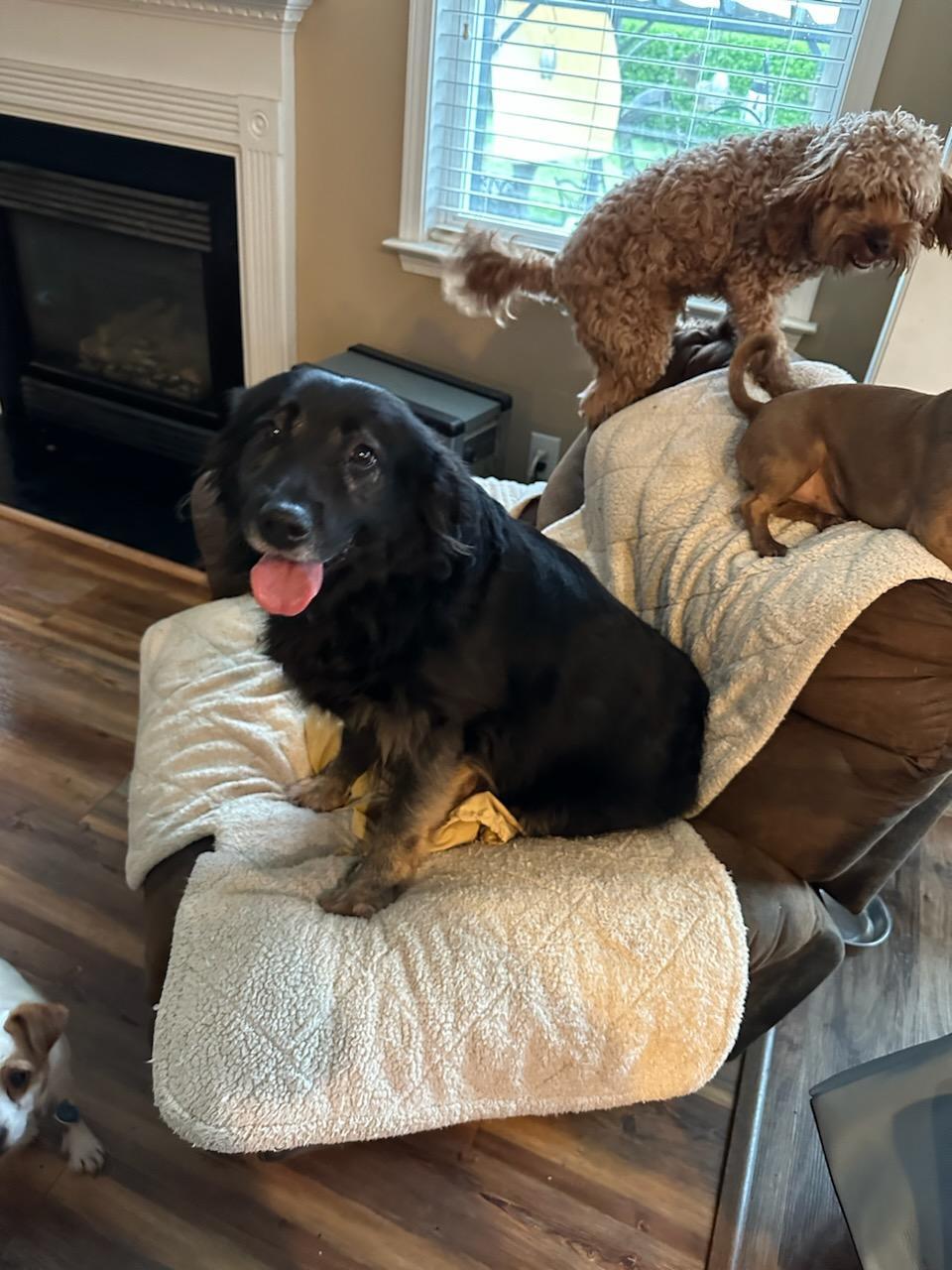 Joanie, an adoptable Labrador Retriever in Holly Springs, NC, 27540 | Photo Image 3