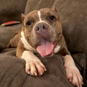 Gidget, Adult Female English Bulldog