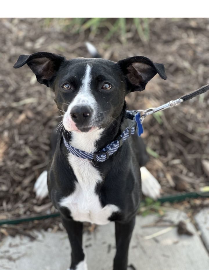 Dog for adoption - Mia, a Border Collie & Terrier Mix in Euless, TX ...