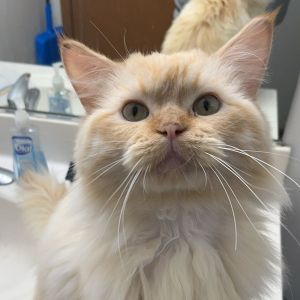 petfinder ragdoll