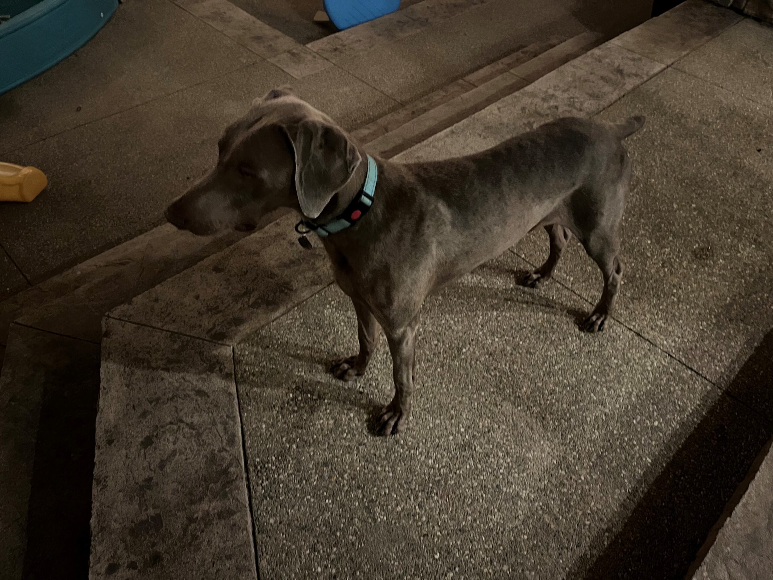 Chief, an adoptable Weimaraner in Grand Rapids, MI, 49525 | Photo Image 1