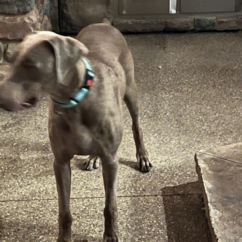 Chief, an adoptable Weimaraner in Grand Rapids, MI, 49525 | Photo Image 2