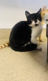 Black Swan, an adoptable Domestic Short Hair in Oskaloosa, IA, 52577 | Photo Image 1