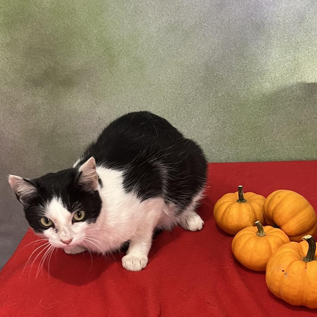 Aayla, an adoptable Domestic Short Hair in Marion, VA, 24354 | Photo Image 1