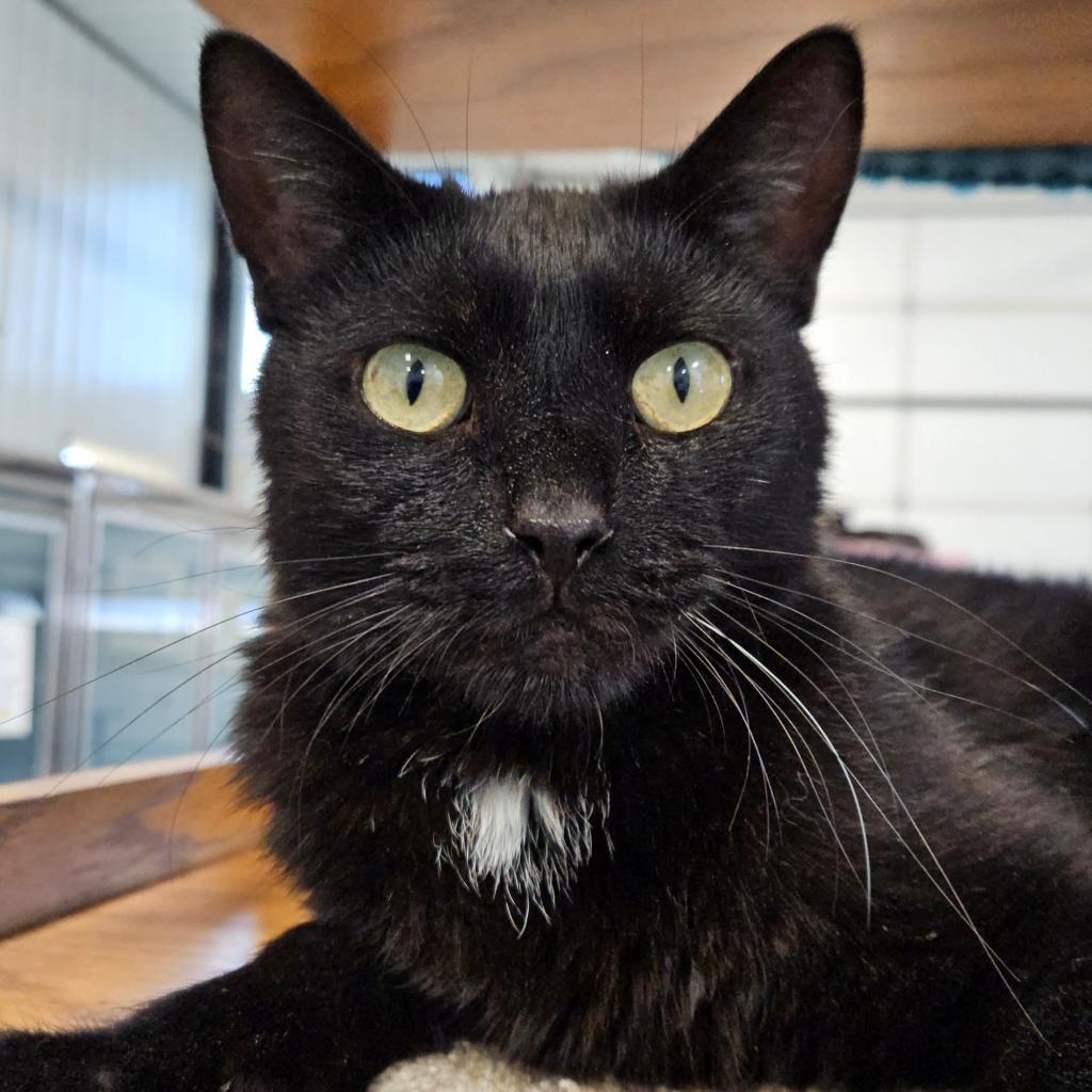 Andros, an adoptable Domestic Short Hair in Sheridan, WY, 82801 | Photo Image 1