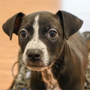 Dog for adoption - Hank, a Mixed Breed in Sarasota, FL